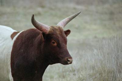 TEXAS LONGHORN5.JPG